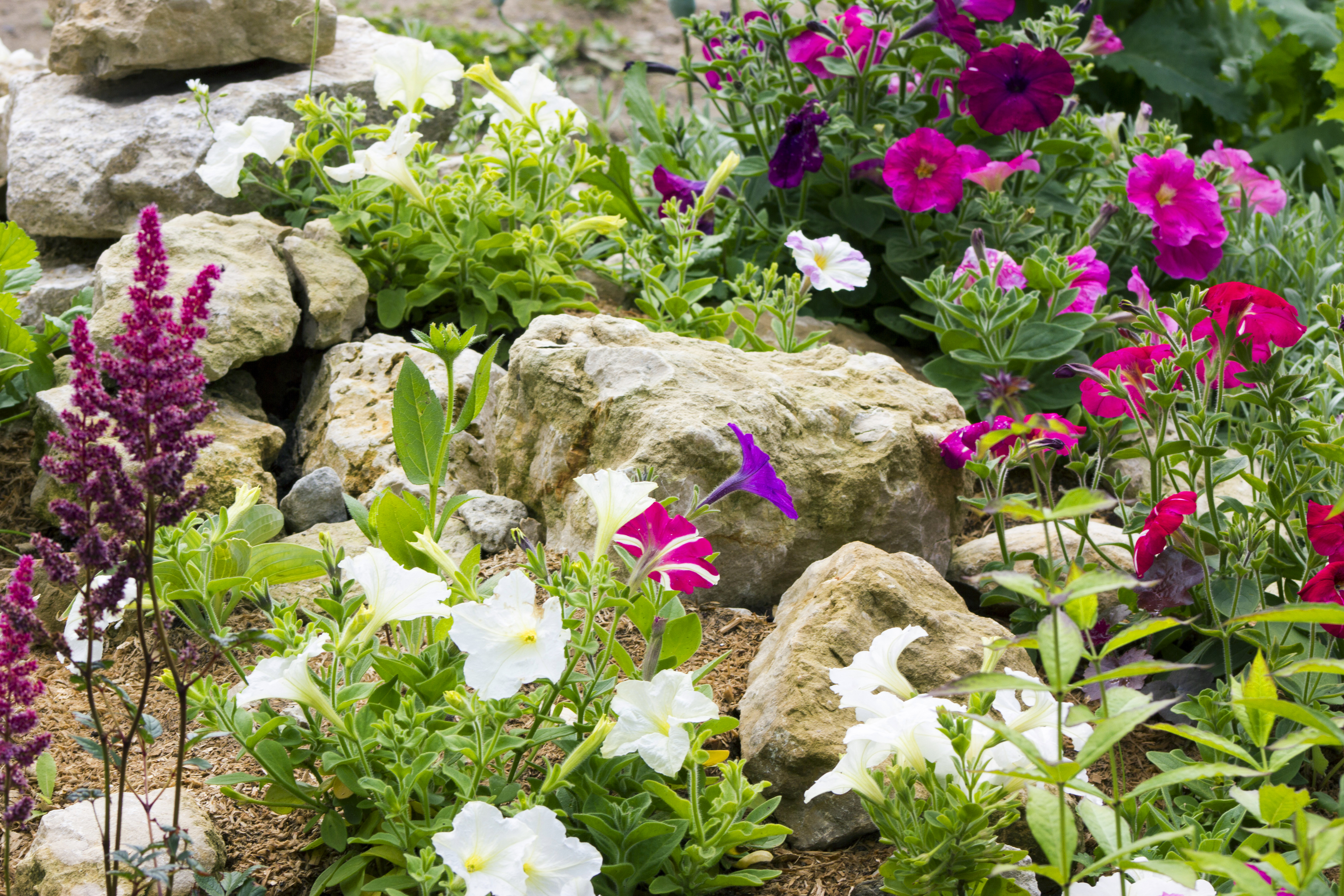 11 Rock Garden Ideas Angie's List